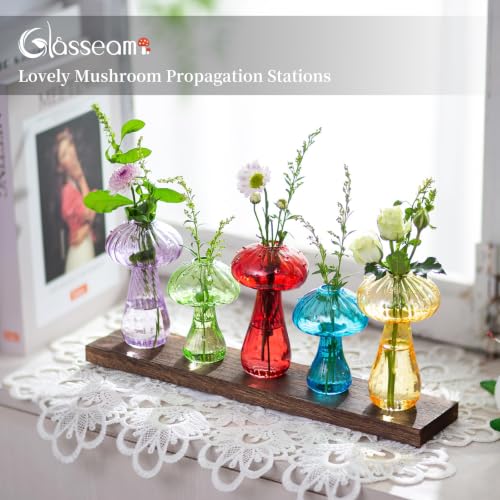 Glasseam Mushroom Propagation Station, Glass Plant Terrarium Jars with Tray