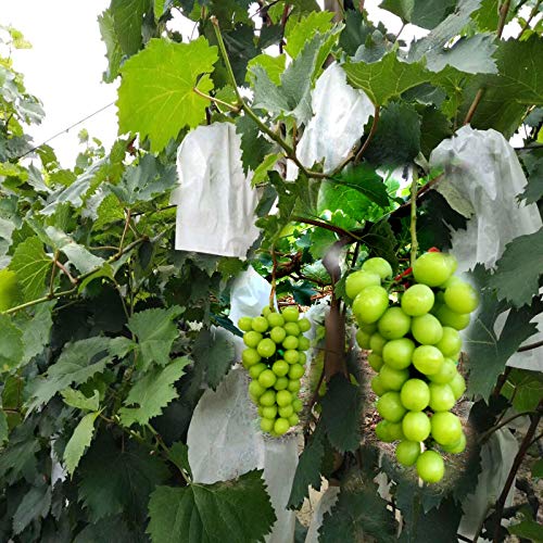 Fruit Protection Bags 100pcs Eco-Friendly Paper Cover Bags 7.8X11inch, Fruit Bags for Fruit Trees, Orchard, Trees, Frost, Plants (20 x 28 in)… - size: 22x26 cm