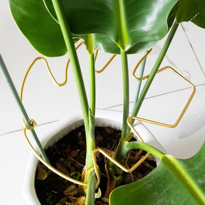 5PCS 10 * 9.3In Monstera Plant Support Stem-Ideal for Indoor Plants - size: 11x9.4inches