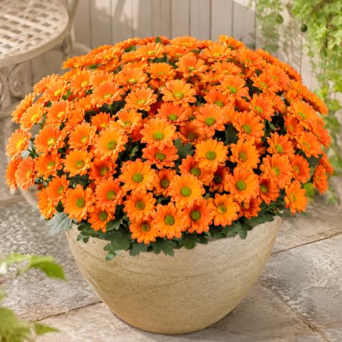 CLEANGOR 12 Pcs Daisy Artificial Flowers for Outdoors, Fake Mums (Orange) - color: Orange