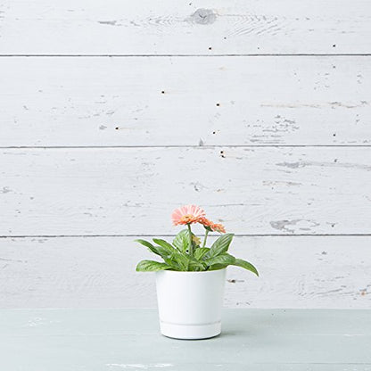 Novelty Majestic Full Depth Round Cylinder Pot, Glossy White, 6-Inch (10062) - color: White, size: 6 Inch