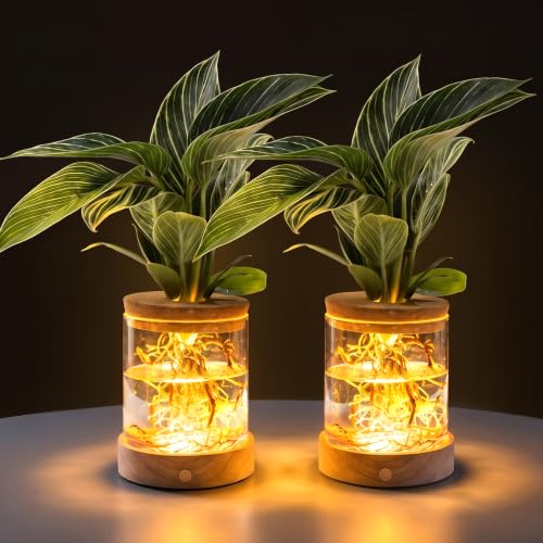 2 Pack Plant Propagation Station with Light, Hydroponic Glass Vase - color: 2 Pack Cylindrical