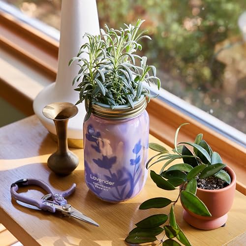 Modern Sprout Mason Garden Jar-Self-Watering Hydroponics Kit-Basil+Lavender - color: Basil + Lavender, size: Garden Jars