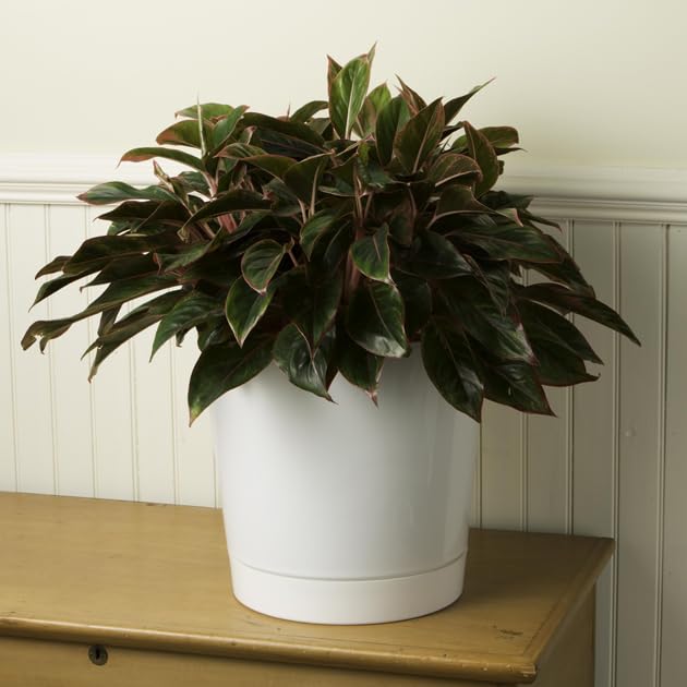 Novelty Majestic Full Depth Cylinder Pot, Glossy White, 12-Inch (10122) - color: White, size: 12 Inch
