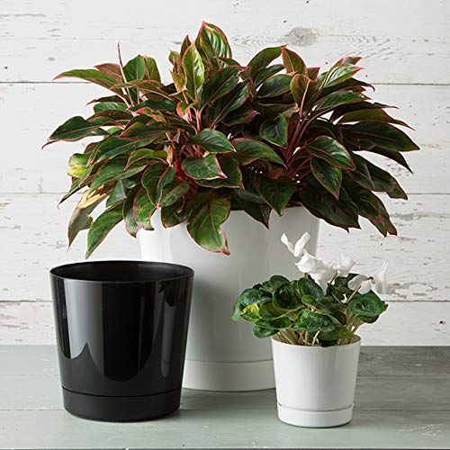 Root & Vessel Majestic Full Depth Cylinder Pot, Glossy White, 14-Inch (10142) - color: White, size: 14 Inch