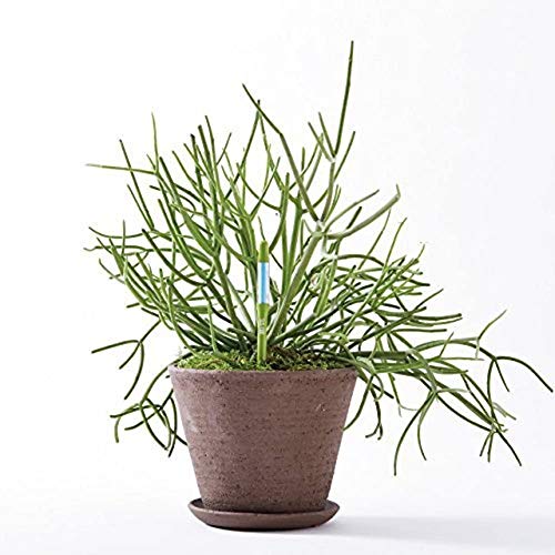 IPPINKA Sustee Aquameter, Set of 4, Plant Soil Moisture Sensor (Green, Medium)
