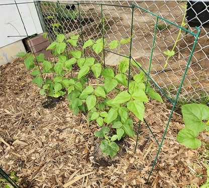 2 Pack 12x39 Inch High Green Folding Square Tomato Cages - size: 39in Sq-Green-2Pack