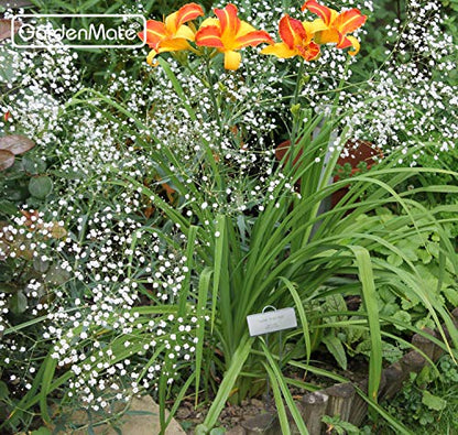 GardenMate 50-Pack Weatherproof Large Zinc Metal Plant Labels, Height 11.5", Label Area 3 1/2 x 1 1/4" - size: 50-Pack, style: 11.5'' Large Zinc