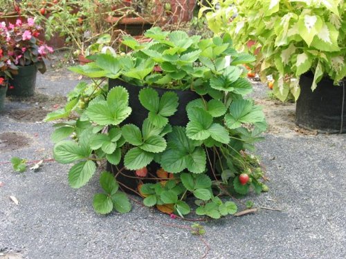 Smart Pots 10-Gallon Smart Pot Soft-Sided Container, Black - color: Black, size: 10-Gallon