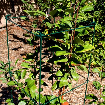 Green Square Folding Tomato Cage Plant Support Stake Tower 12 inch by 46 inch, Pack of 10 Sets - size: 12*46inch Sq-PVC Green-10Pack