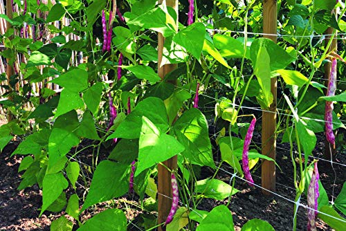 Tenax 100521799 Hortonova Plant Trellis Net, 42" x 3,280', White