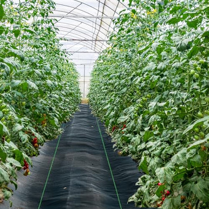 6ft x 300ft Weed Barrier Landscape Fabric Heavy Duty Premium Weed Control Fabric Durable & Eco-Friendly Weed Block Gardening Mat (3.2oz) (LTTY-W6-300) - size: 6ft x 300ft
