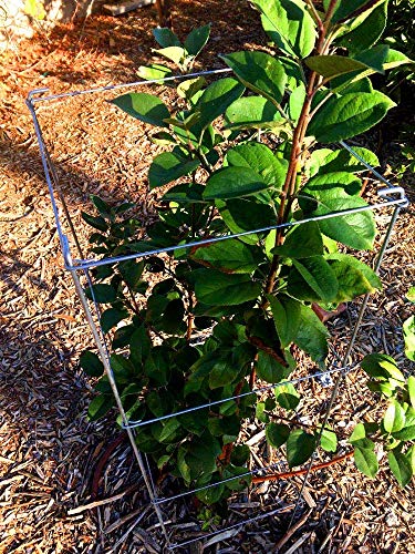 46" Height 12" Width 2PCS Galvanized Square Folding Tomato Cage,Plant Support Stake Tower - size: 12*46inch Sq-Galvanized-2Pack