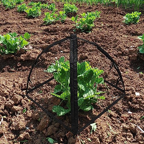 Strawberry Plant Protector,22 x22 x 22 Inch Cloche Dome for Plants