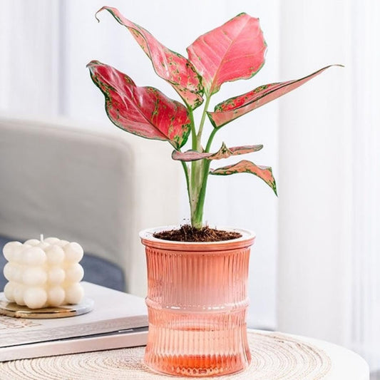 Lazy Hydroponic Flower Pot Automatic Water-Absorbing Plant Pot Transparent Double Layer Plastic Self Watering Planter Office Home Greenery Decor(Pink) - color: Pink