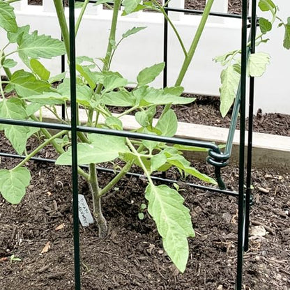 Ferry-Morse 4-Piece Multi-Use Tomato Cage & Trellis Garden Plant Support