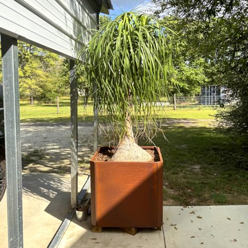 Corten Steel Planter Box 24”L x 24"W x 24"H Large Square Steel Planter Box - color: Corten, size: 24"Lx24"Wx24"H