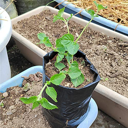 Belit Nursery Growing Bags, 100 Pcs Black Plastic Seedling Pots for Gardening Seed Plant Bags, Fruit Tree Seedling, Starting saplings(7"x8.7") - size: 7.0"x8.7"