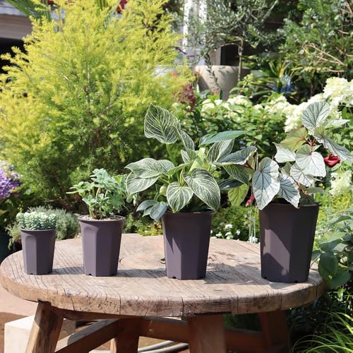 10 Pack 5.30 Inch Plastic Deep Nursery and Seedling Pots, Round Transplant Seed Starter Planter, Gray Color - color: Gray, size: 5.30 inch