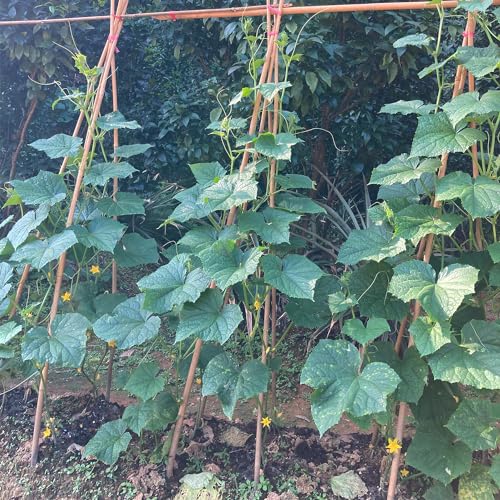 Bamboo Stakes,4FT Natural Bamboo Garden Stakes,BOVITRO 25Pcs Plant Stakes - size: 48 Inches, Pack of 25