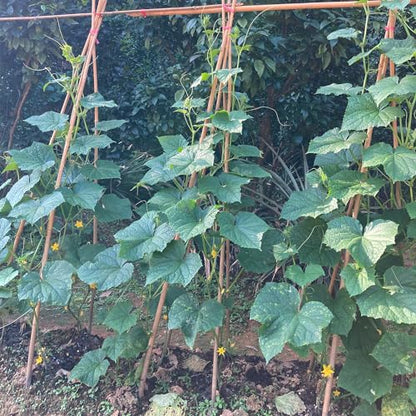 Bamboo Stakes,4FT Natural Bamboo Garden Stakes,BOVITRO 25Pcs Plant Stakes - size: 48 Inches, Pack of 25