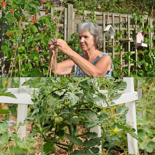 YDSL 100 Feet Soft Tie for Plants, 3 Pack Green Twist Garden Ties Gardening Supplies for Supporting Climbing Plants, Tomatoes, Vegetables, (Diameter - 2.5MM) - size: 300feet