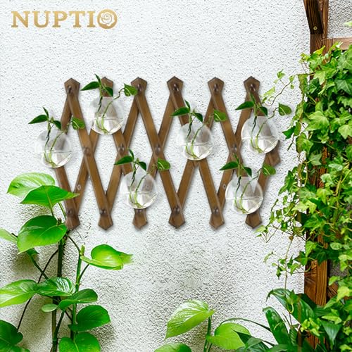NUPTIO Glass Wall Hanging Planters: Clear Terrarium for Living Room, 12 Pcs - size: 12 Pcs