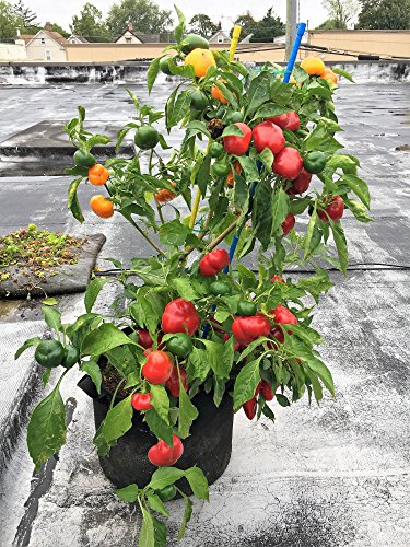 Enroot RootEase Garden Planting Fabric Grow Bags, Heavy Duty Durable Fabric Grow Pots, Perfect Harvest Planter, Raised Bed, Best Eco-Friendly Grow Bag - 3 Pack (7 Gallon, Red) - color: Red