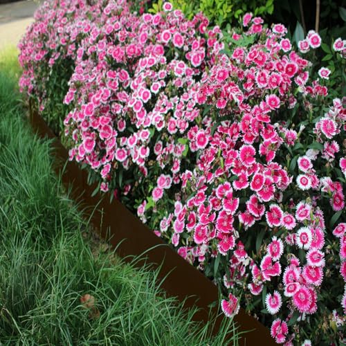 20ft. 40" L × 6" H Metal Landscape Edging, 6 Pack Garden Border - color: Brown, size: 6 Inch