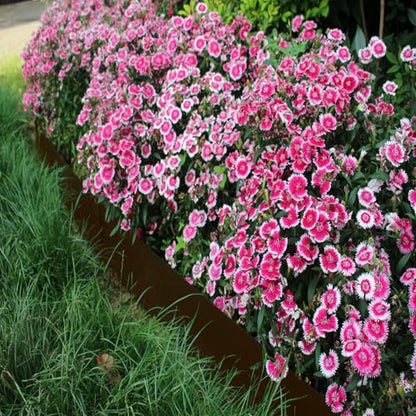 20ft. 40" L × 6" H Metal Landscape Edging, 6 Pack Garden Border - color: Brown, size: 6 Inch