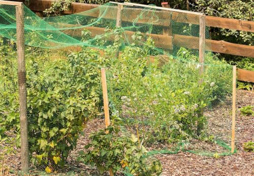 Bird Netting for Garden Protect Vegetable Plants and Fruit Trees13X33Ft - Garden Netting Mesh for Garden Protection Bird Fence Plant Netting Chicken Coop Deer Squirrels Poultry Protect Fruit Trees