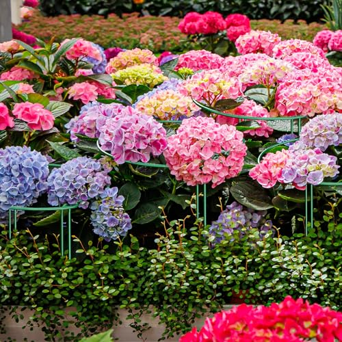 6-Pack 46.3” Plant Support Stakes, Steel Plant Cage & Peony Tomato Hydrangea Cage, Garden Stakes for Outdoor Plants, Heavy-Duty Plant Stakes, 16.7” Support + 29.6” Extension Tubes - size: 48in