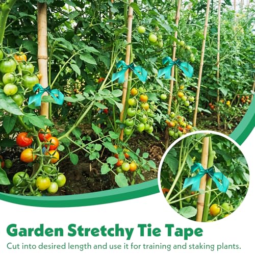 24 Pcs Stretch Tie Tape, 150 Feet x 1/2" Wide Reusable Garden Plant Ties Green Tapes for Plants, Thick Garden Vinyl Stake Ribbon for Branches Flowers Tomatoes Indoor/Outdoor/Greenhouse
