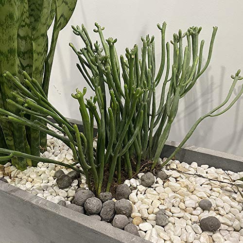3-Pack Garden Plant Support Stake Green Plant Support Rings for Climbing Plant, Flowers (10" Wide x 17" High)