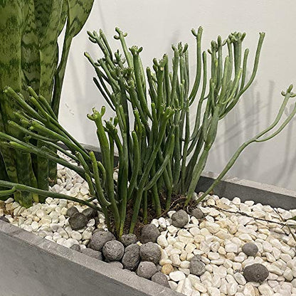 3-Pack Garden Plant Support Stake Green Plant Support Rings for Climbing Plant, Flowers (10" Wide x 17" High)