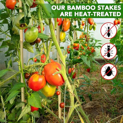 60 Pcs Bamboo Stakes, 6 Feet Natural Bamboo Garden Stakes for Plant, Garden Bamboo Plant Sticks for Plants Support, Tomato, Beans, Vegetable, Trees and Climbing Plants - size: 6ft-60 Pack