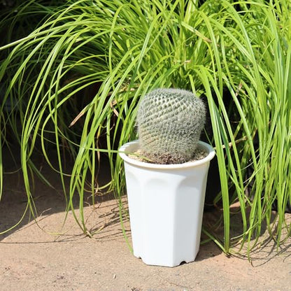 10 Pack 5.30 Inch White Plastic Deep Nursery Pot and Seedling Planter for Succulent, Cutting, Transplanting - color: White, size: 5.30 inch