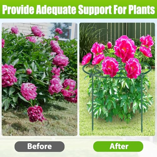 8 Pack Peony Cages and Supports, 11.5" Dx16 H Metal Plant Supports - size: 11.5" Wx16" H-8 Pack