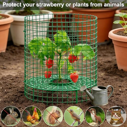 5 Sets Strawberry Plant Support with Wire Plant Protectors, 12.9"x 11.8" Wire Plant Cages and Strawberry Growing Racks, Animal Protection for Strawberry Tomato Garden Vegetables Plants