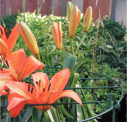 5 Pack 12 x 16 inch Poeny Cage Grow Through Grid Plant Brace Flower Support Rings,Round Metal Plant Stakes Rings, Strong Large Garden Supports for Flowers, Peonies, Rose, Lily - size: 12"x16" Pack of 5