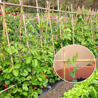 GAGINANG Natural Bamboo Garden Stakes, 3FT Trellis Plant Support 25Pcs - size: 3Ft,Pack of 25