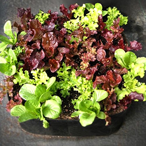 2 ft X 2 ft Victory 8 EZ-GRO Small Square Fabric Raised Bed Garden Green Gardening Raised Bed, AeroFlow Fabric NO Assembly - size: 2x2 feet