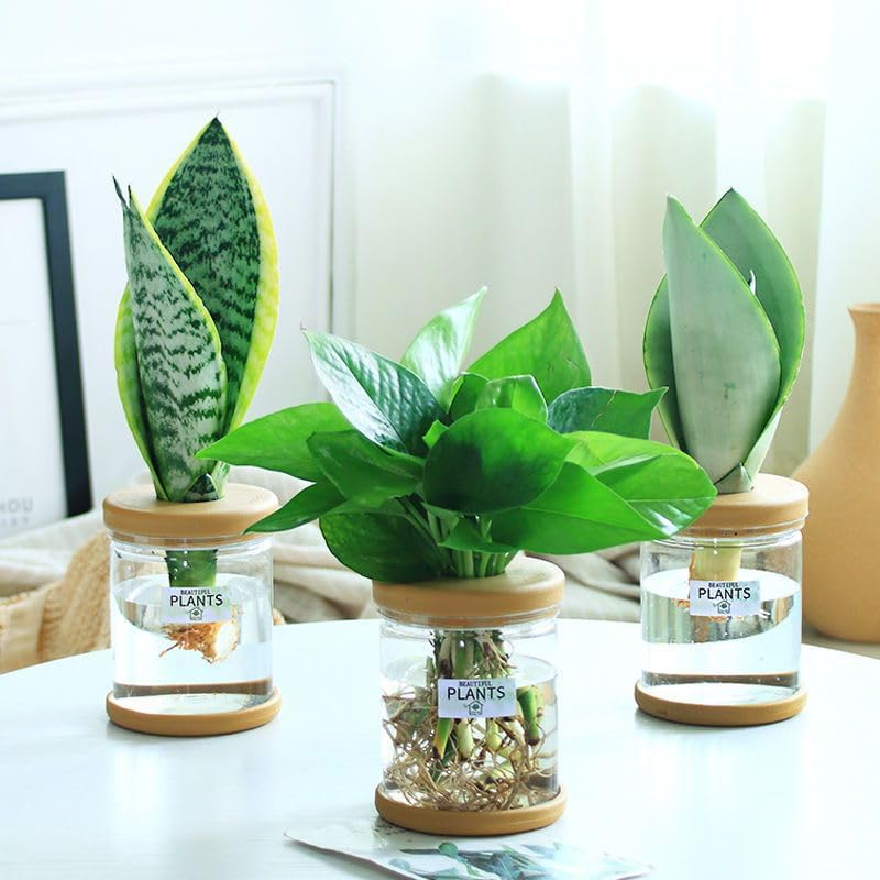 1pc, Hydroponics Plants Desktop Glass Planter Vase for Home Decoration, Plant Propagation Station Bud Vase, Desktop Hydroponics