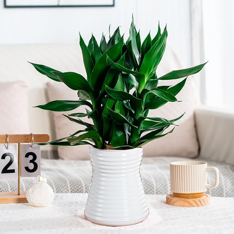 2PCS Self Watering Planters 5.9 Inch Self Watering Pots for Indoor Plants, African Violet Pots with Wick Rope, Flowers, Succulents, Herb, House Plants - color: White 2