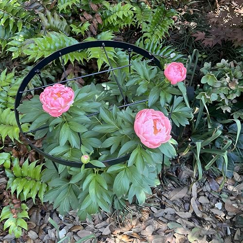 23.6" Peony Cages and Supports,Plant Support Ring for Hydrangea - color: Black, size: 23.6"x18.9"