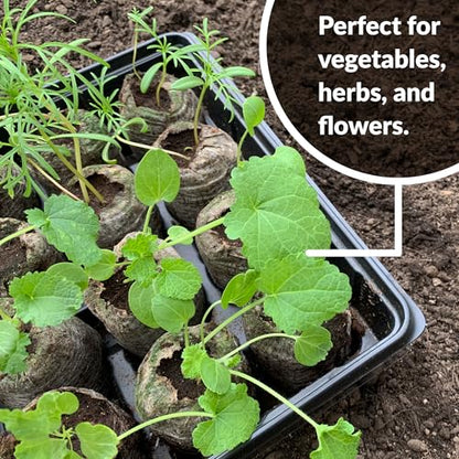 Jiffy Seed Starting Tray Kit, 36 Cell 36mm Peat Pellets - style: 1 Greenhouse Kit