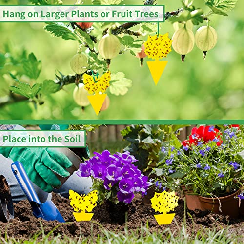 LULUCATCH Fruit Fly Sticky Trap 36 Pack, Safe Gnat Traps for Fruits, Plants, Super Sticky Fly Trap for Indoor, Outdoor, Kitchen, Insect Catcher for White Flies, Mosquitos, Fungus Gnats, Flying Insects - size: 36 Pack