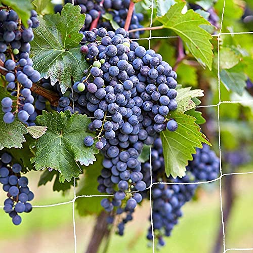 Trellis Netting, CANAGROW Heavy-Duty Garden Plant Trellis Netting for Climbing Plants, Outdoor Indoor Grow Net for Beans Tomatoes Peas Pumpkin Flowers, 6x15ft, 1 Pack - size: 6'x15'