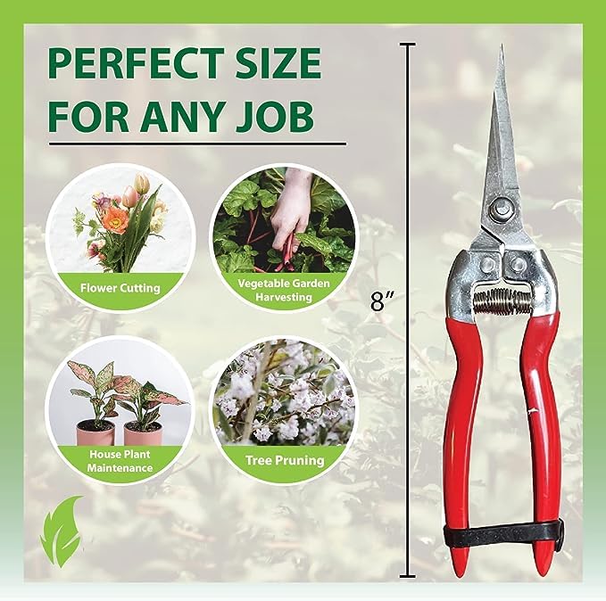 GARDEN GURU Straight Stainless Steel Pruner Pruning Shears Clippers Snips – Sharp Bonsai Cutter Plant Trimming Scissors – Straight Blade – Great for Roses Flowers Herbs Fruits - 1 Case (50 Pcs) - size: 50 Pack, style: Snips