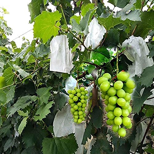 Fruit Protection Paper Bags 100pcs White Protection Cover Bags 7.8X11inch, Fruit Bags for Fruit Trees, Orchard, Trees, Frost, Plants (20 x 28 in) - size: 20x28 cm
